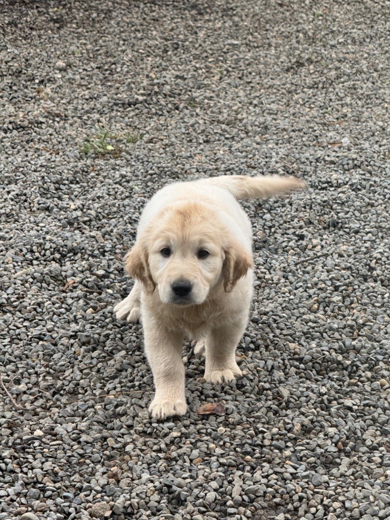 Angels of Tara - Chiot disponible  - Golden Retriever