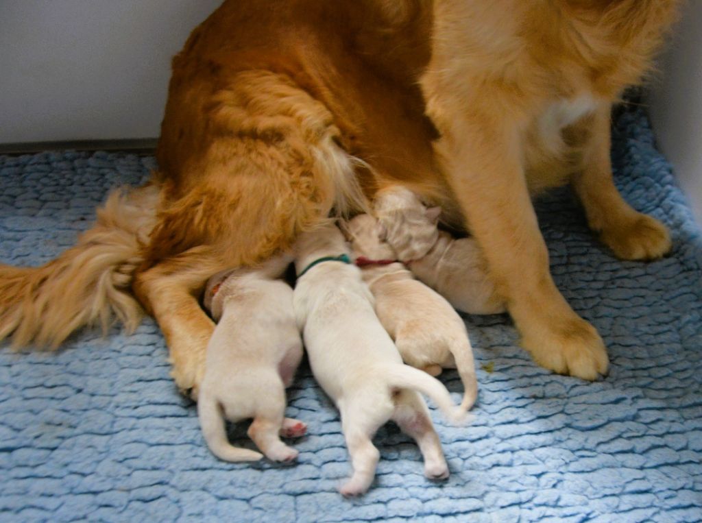 chiot Golden Retriever Angels of Tara