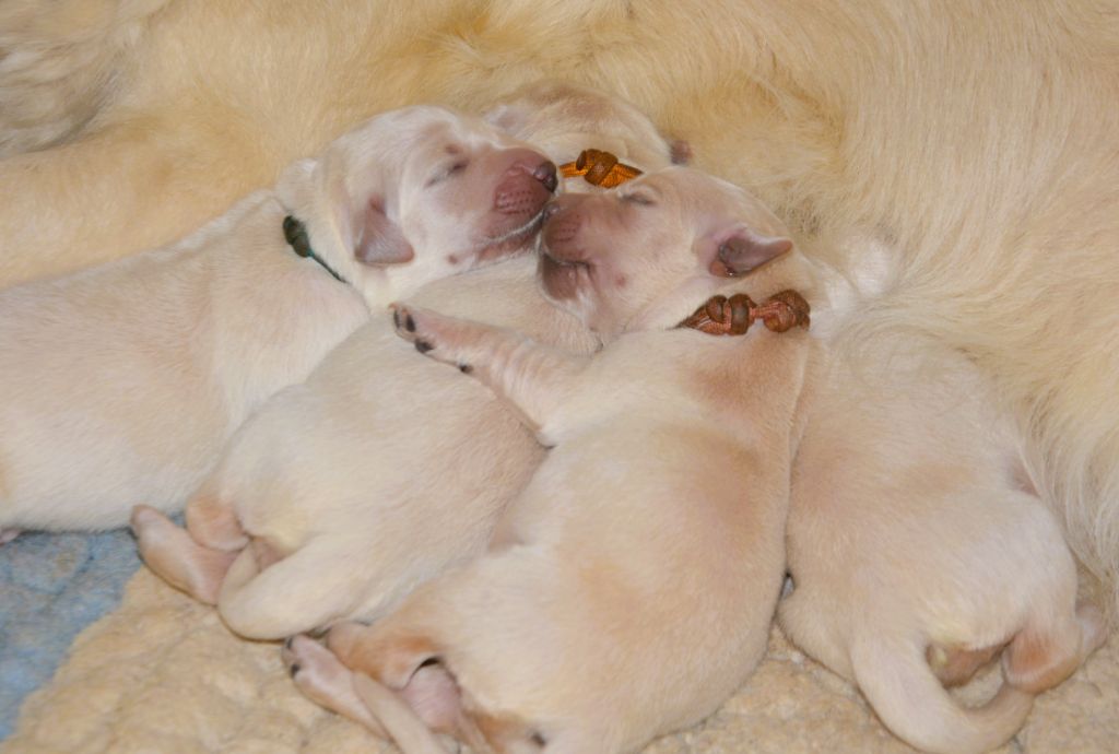 chiot Golden Retriever Angels of Tara