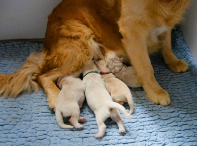 Angels of Tara - Golden Retriever - Portée née le 28/07/2024