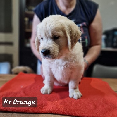 Mr Orange