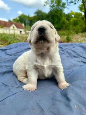 CHIOT femelle collier Bleu