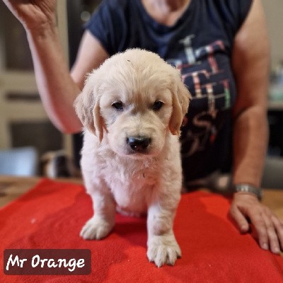 Mr Orange