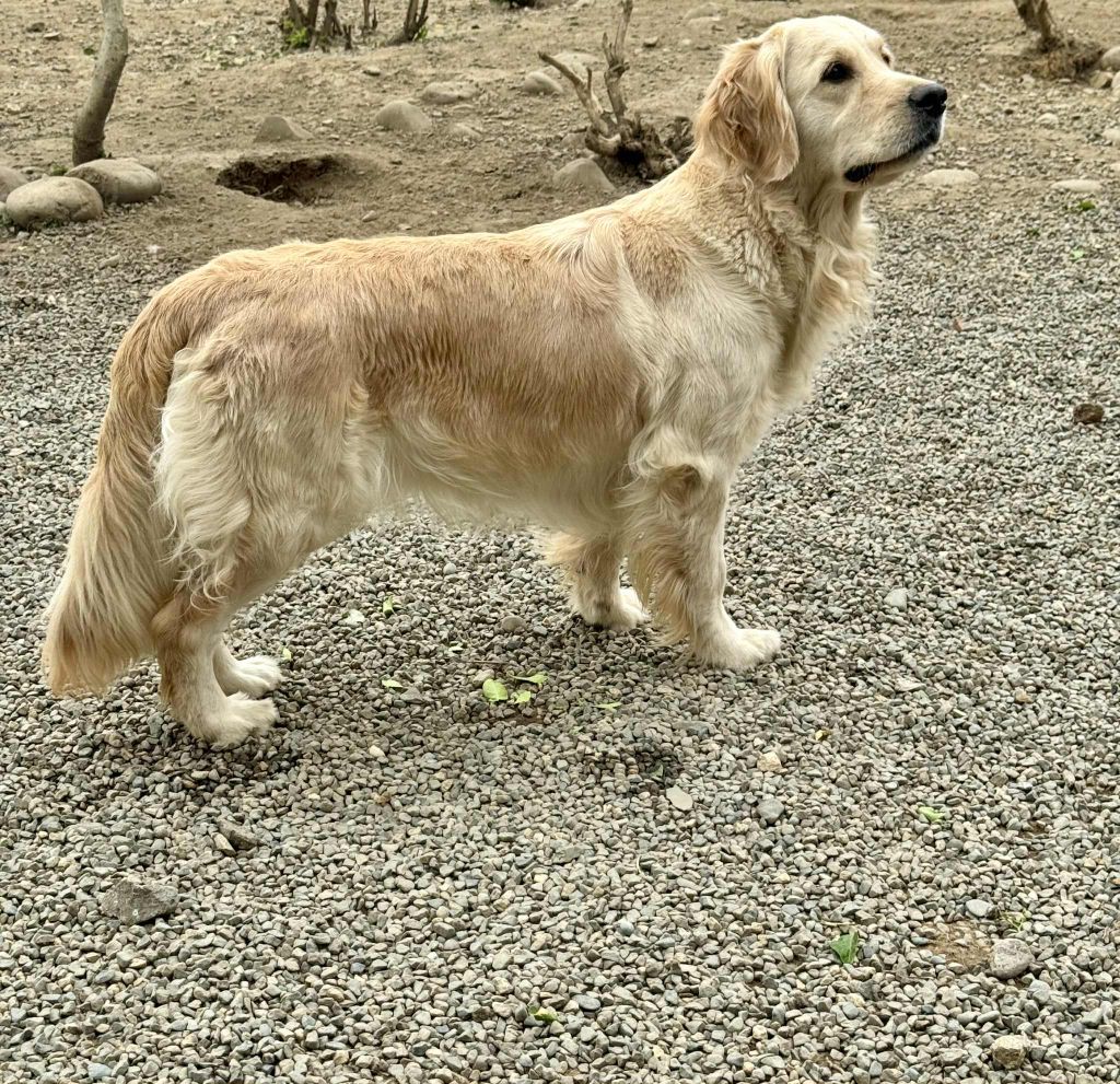 The limited edition Angels of Tara