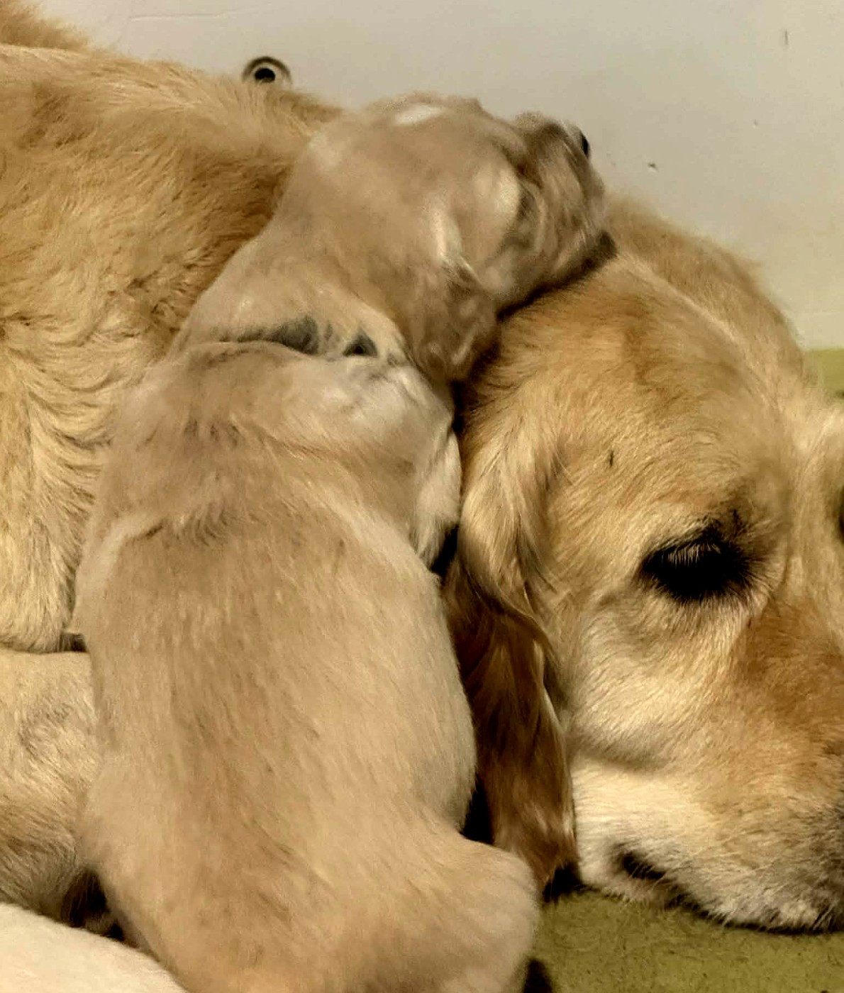 Wendy et June ont eu leur bébé!!
