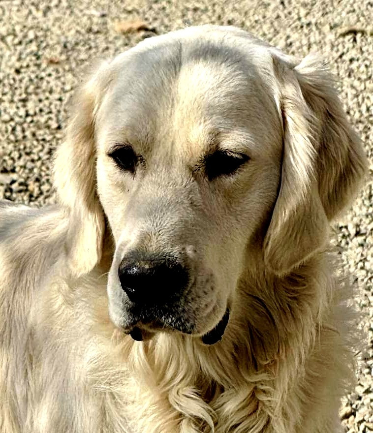 ✨ Carnet Rose 2026 : Miley confirmée gestante des Goldinous pour mi-mai✨