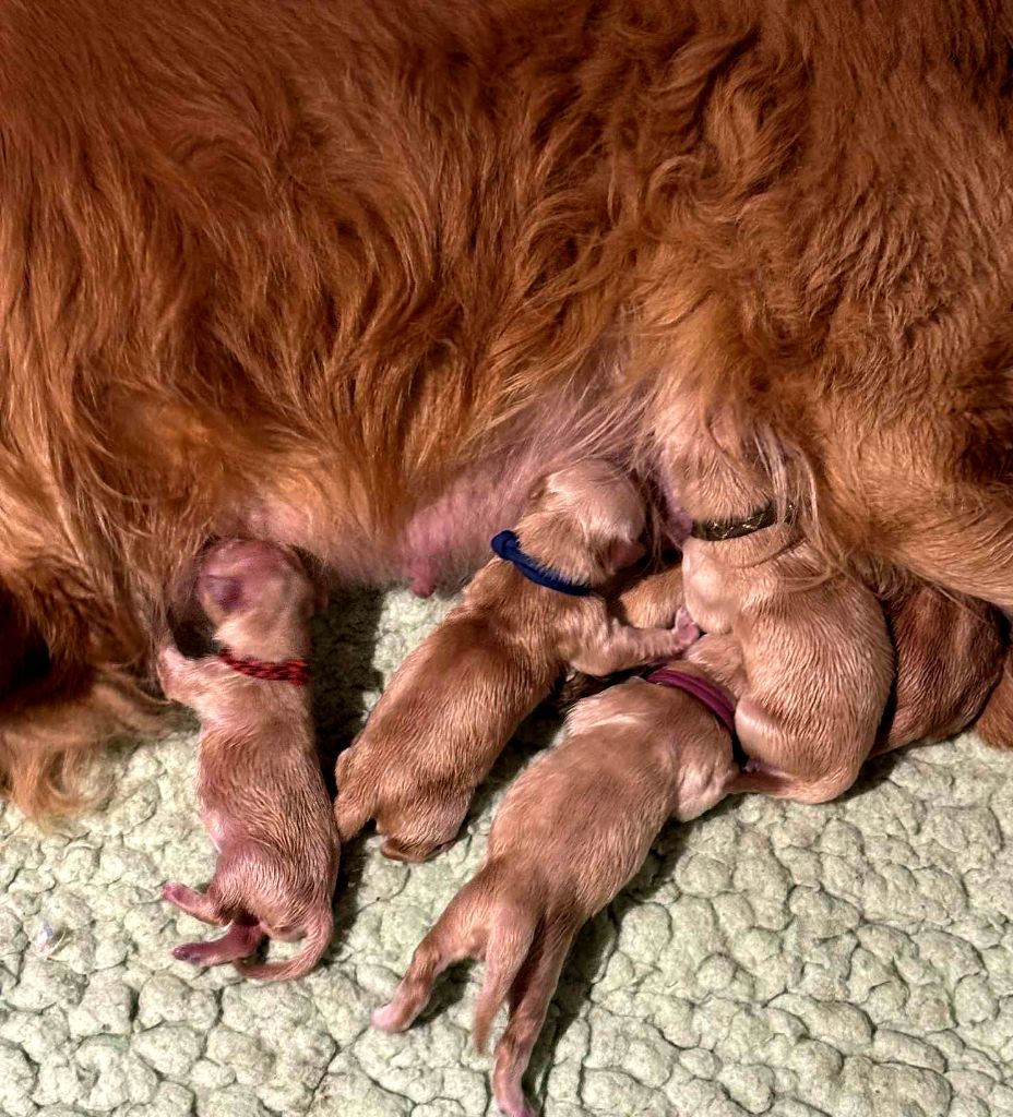 Les chiots de Miley et de Sydney sont nés