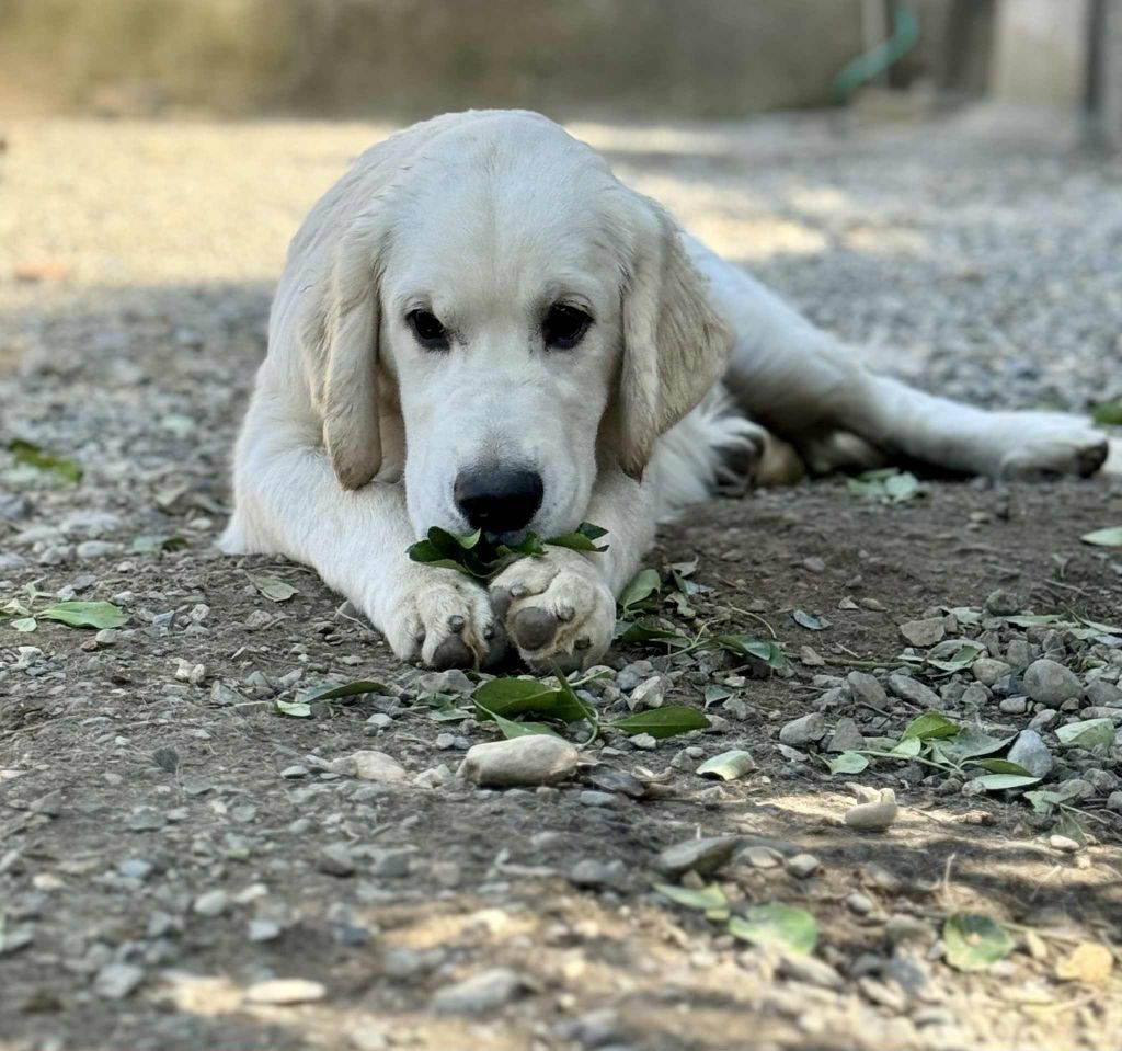Angels of Tara - Chiots disponibles - Golden Retriever