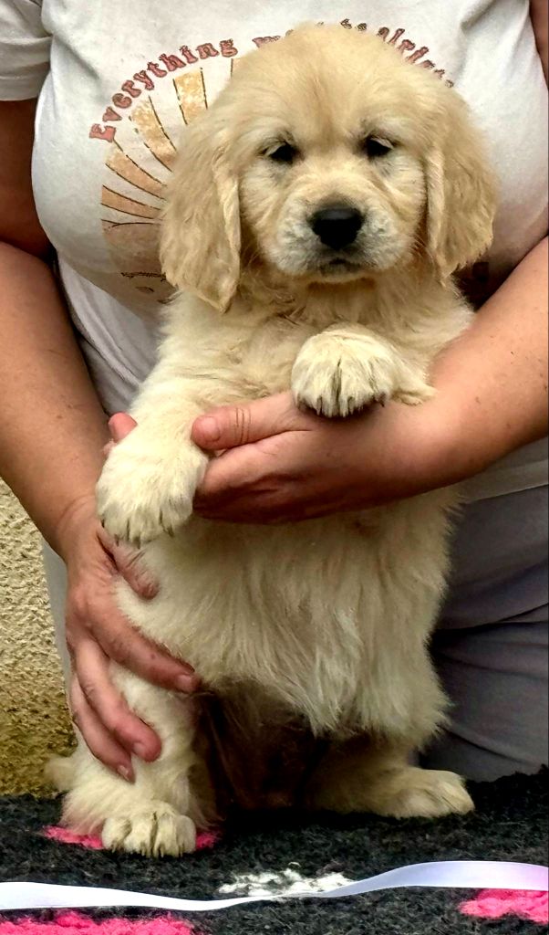 Angels of Tara - Chiots disponibles - Golden Retriever