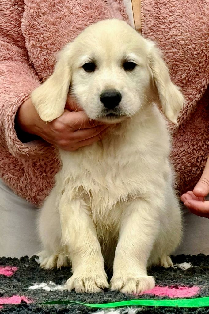 Angels of Tara - Chiots disponibles - Golden Retriever