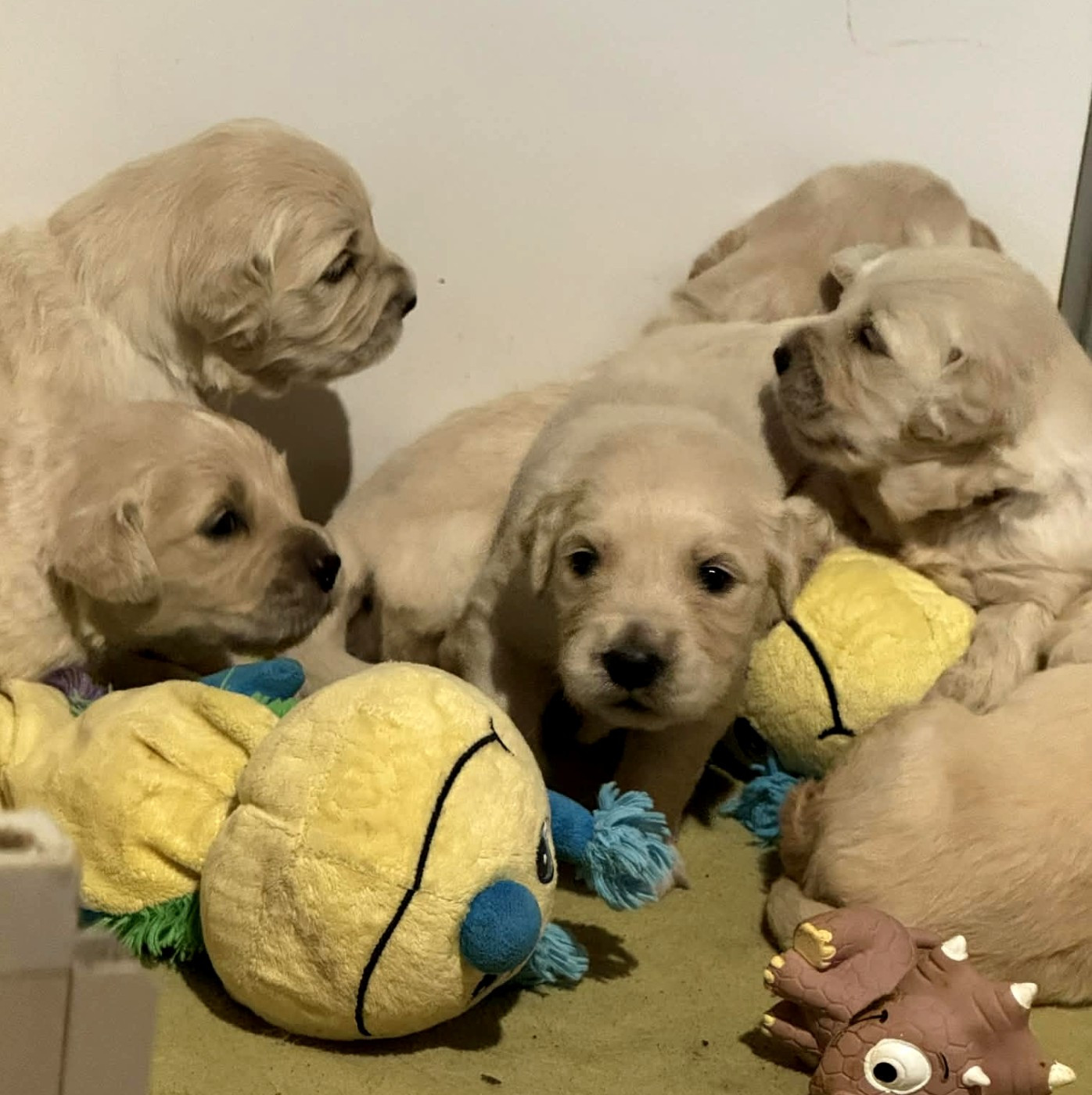 Angels of Tara - Golden Retriever - Portée née le 31/01/2026