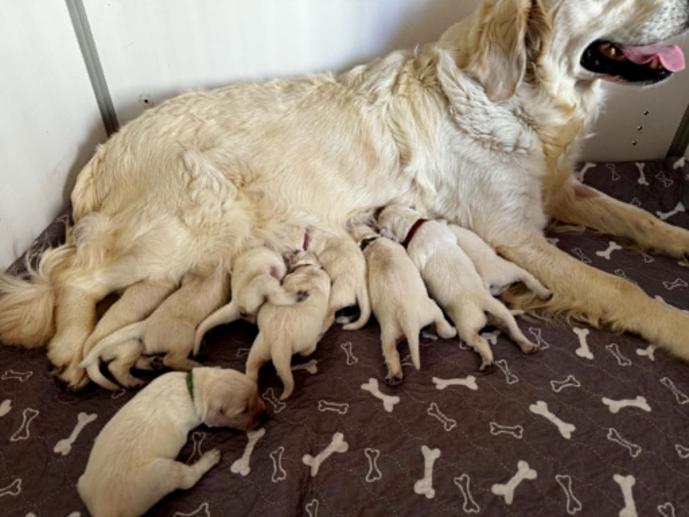 Chiot Golden Retriever Angels of Tara