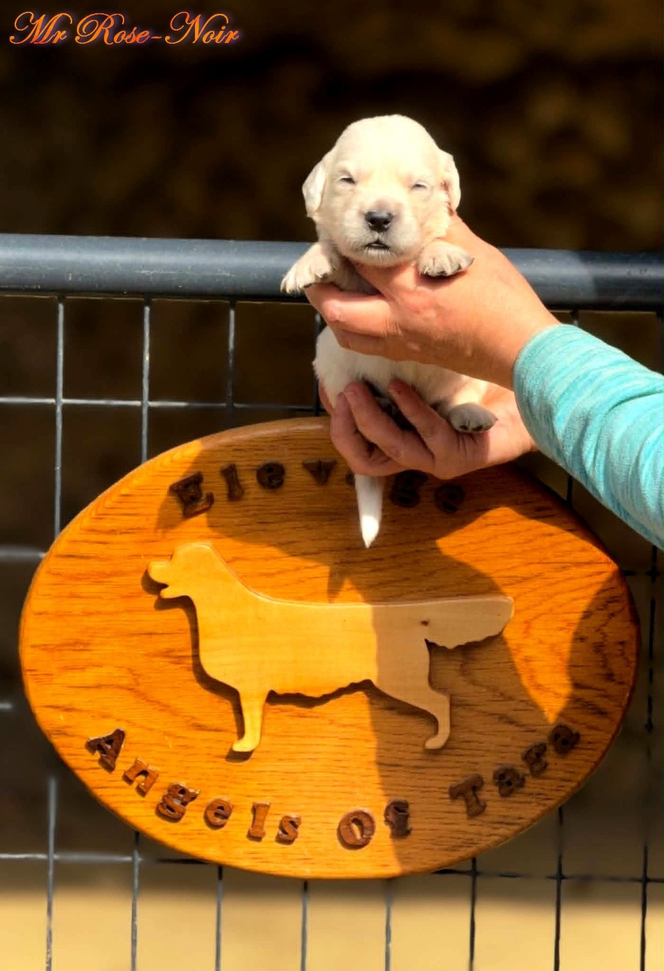 Angels of Tara - Chiots disponibles - Golden Retriever