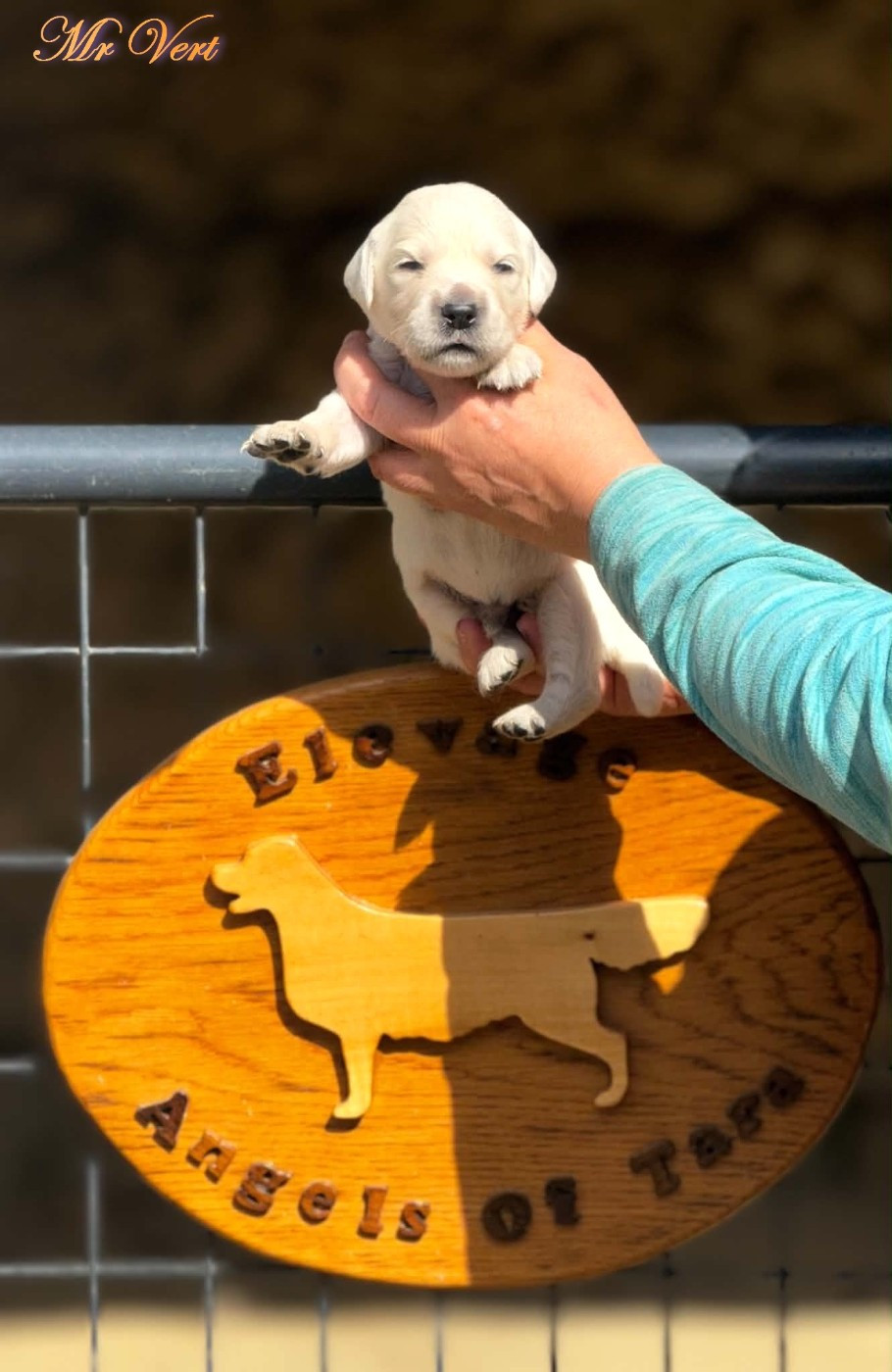 Angels of Tara - Chiots disponibles - Golden Retriever
