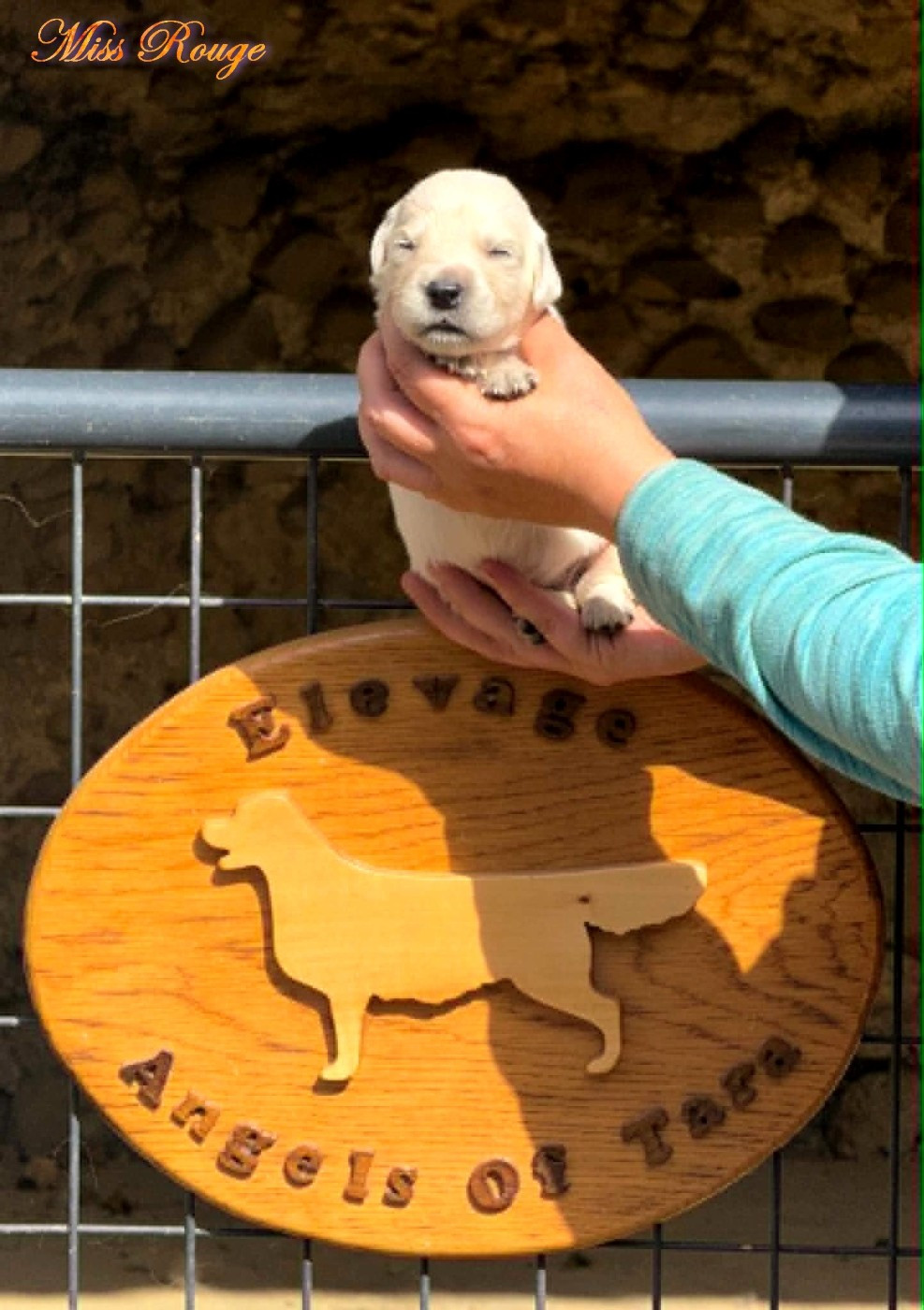 Angels of Tara - Chiots disponibles - Golden Retriever