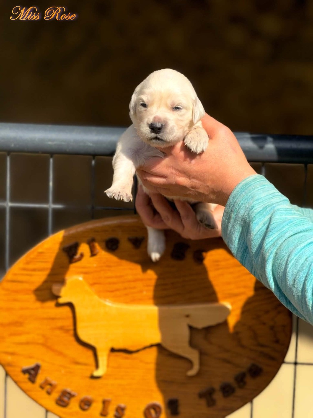 Angels of Tara - Chiots disponibles - Golden Retriever