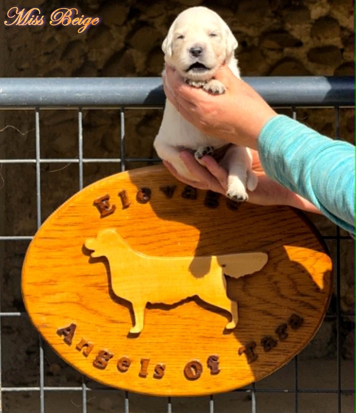 Angels of Tara - Chiots disponibles - Golden Retriever