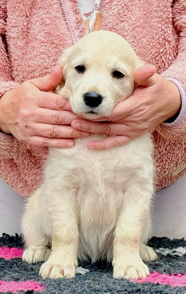 Angels of Tara - Chiots disponibles - Golden Retriever