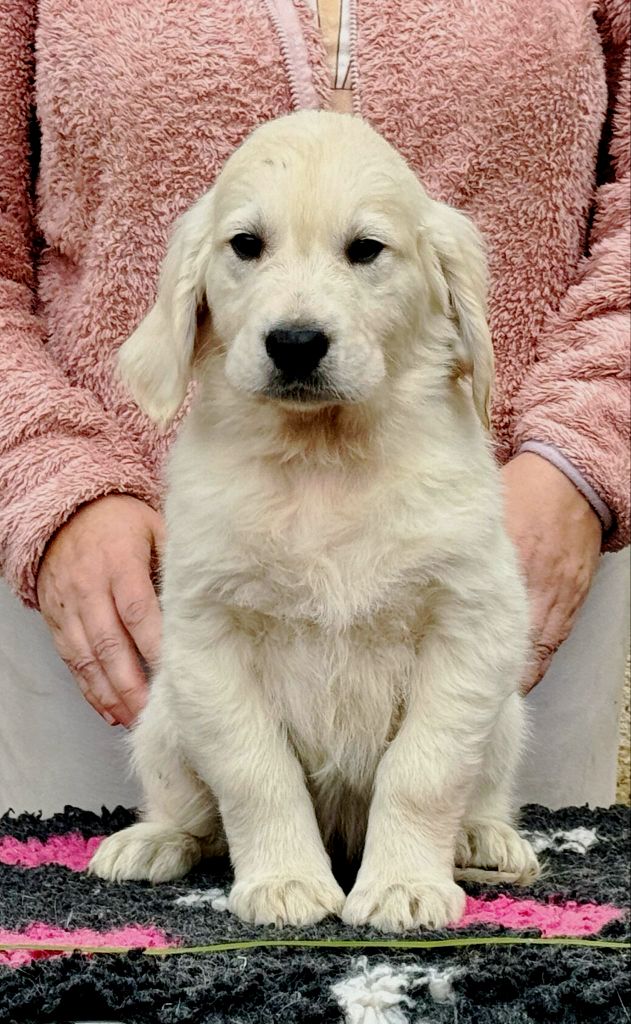 Angels of Tara - Chiots disponibles - Golden Retriever