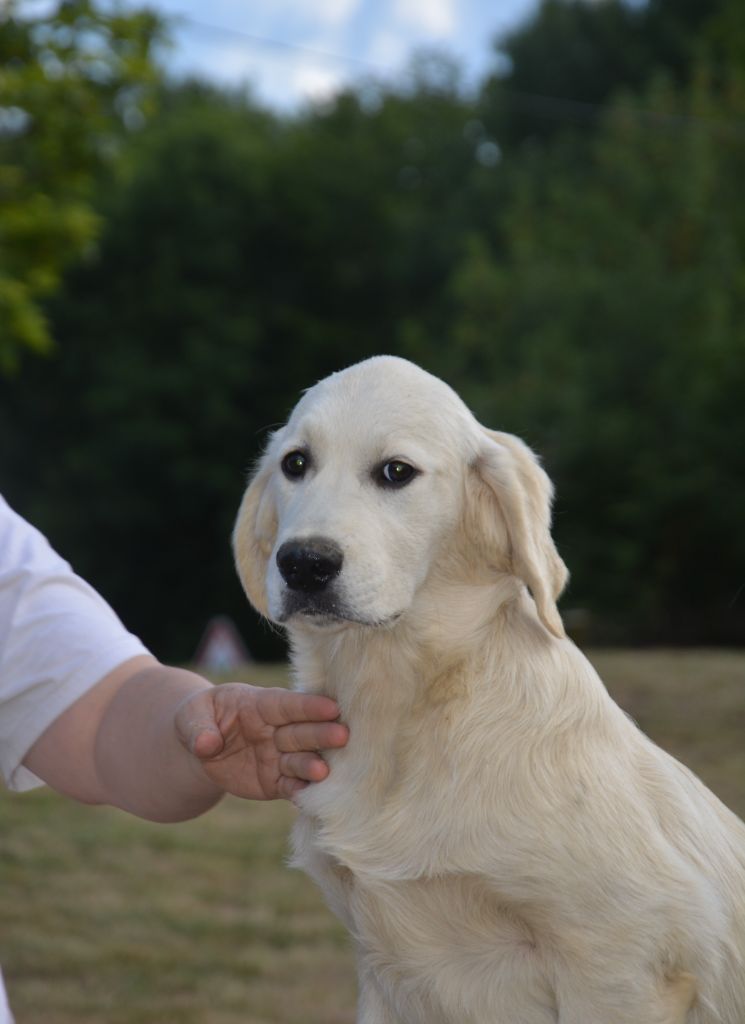 Angels of Tara - Chiots disponibles - Golden Retriever