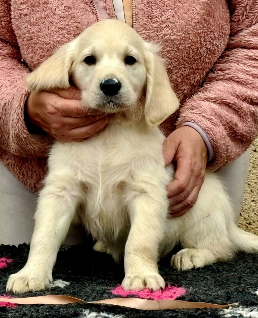 Angels of Tara - Chiots disponibles - Golden Retriever