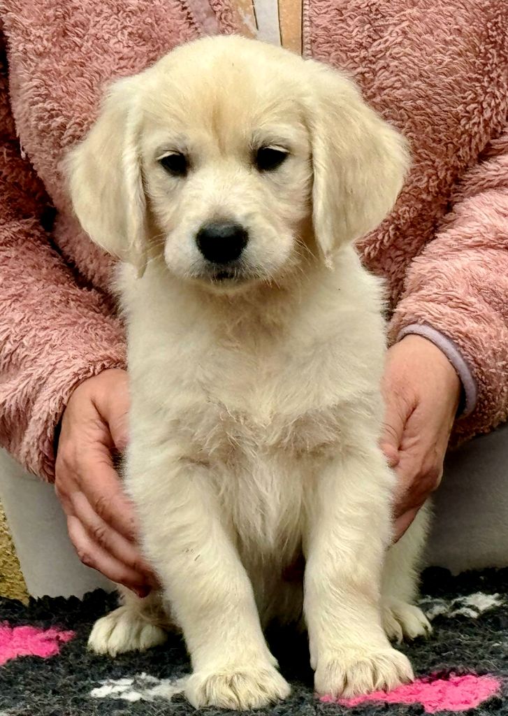 Angels of Tara - Chiots disponibles - Golden Retriever