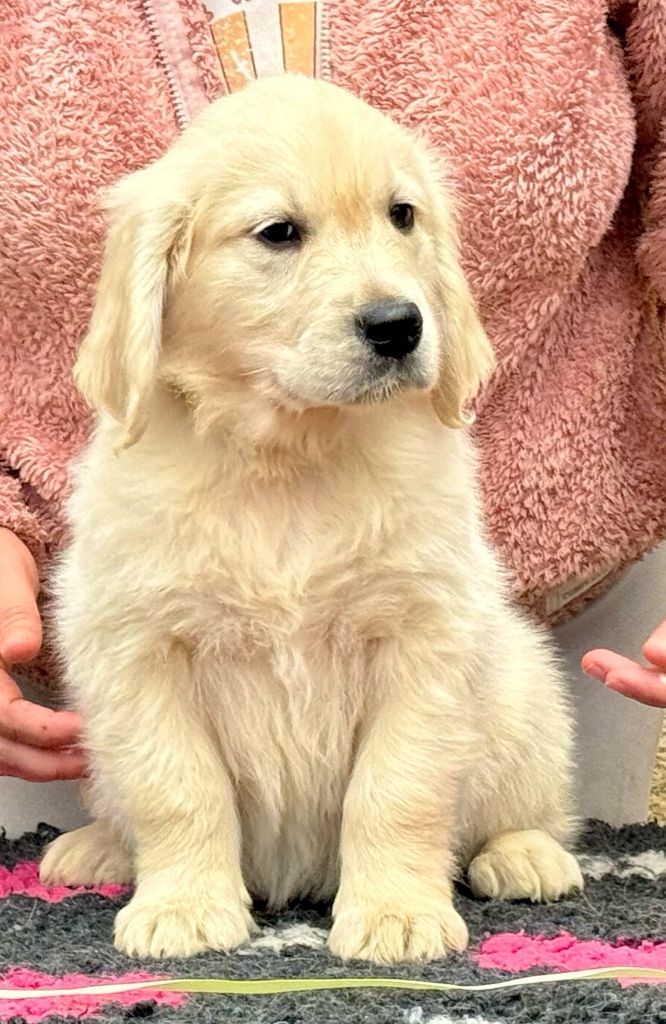 Angels of Tara - Chiots disponibles - Golden Retriever