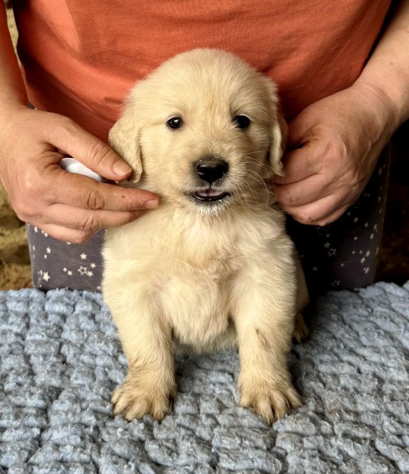 Angels of Tara - Chiots disponibles - Golden Retriever