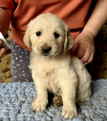 CHIOT 11