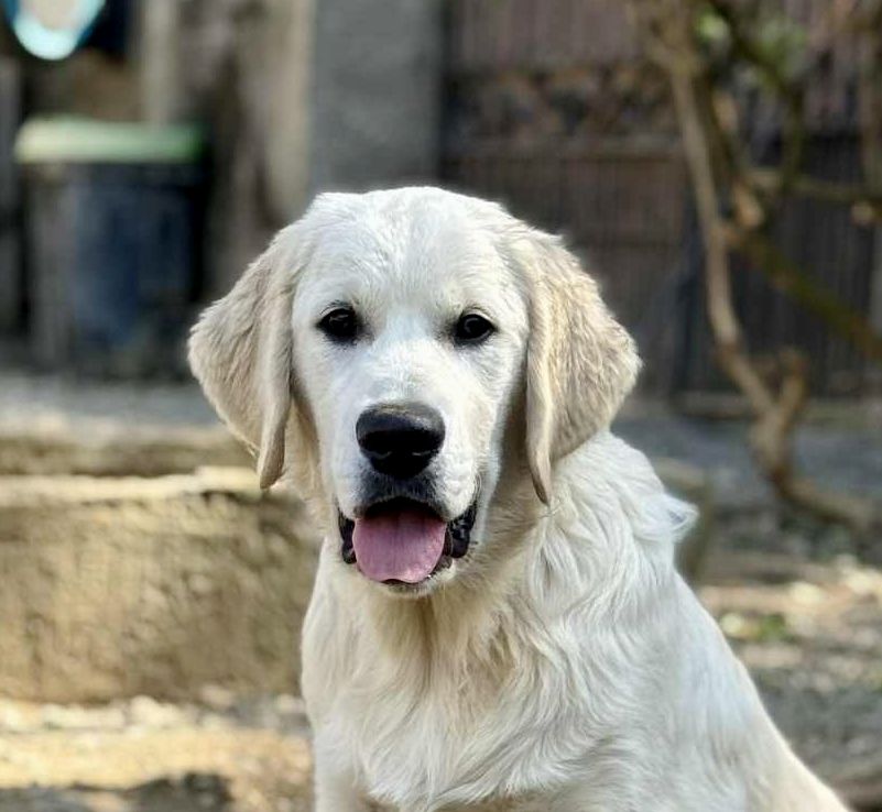 Angels of Tara - Chiots disponibles - Golden Retriever