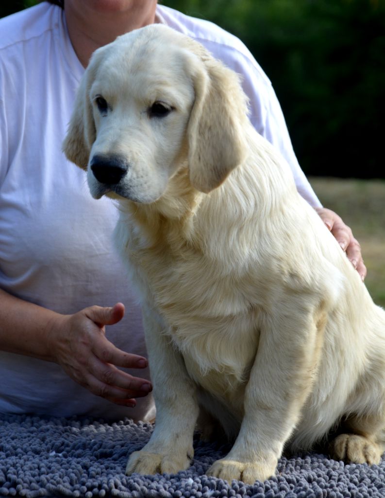 Angels of Tara - Chiots disponibles - Golden Retriever