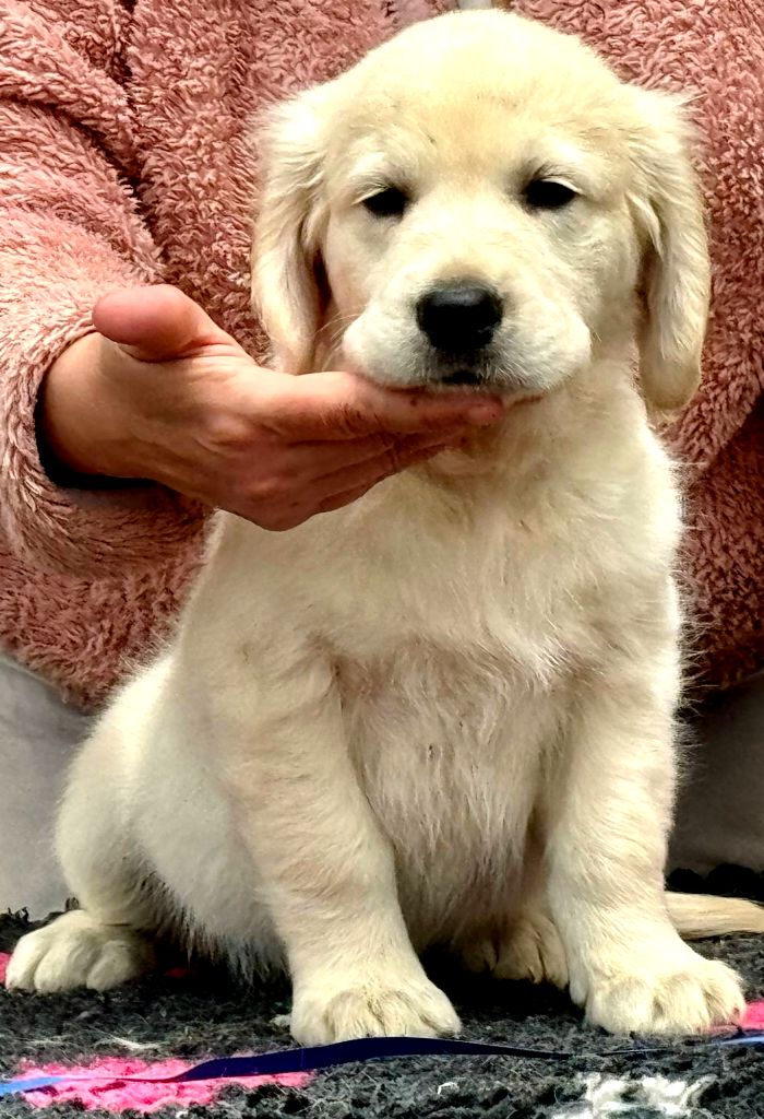 Angels of Tara - Chiots disponibles - Golden Retriever