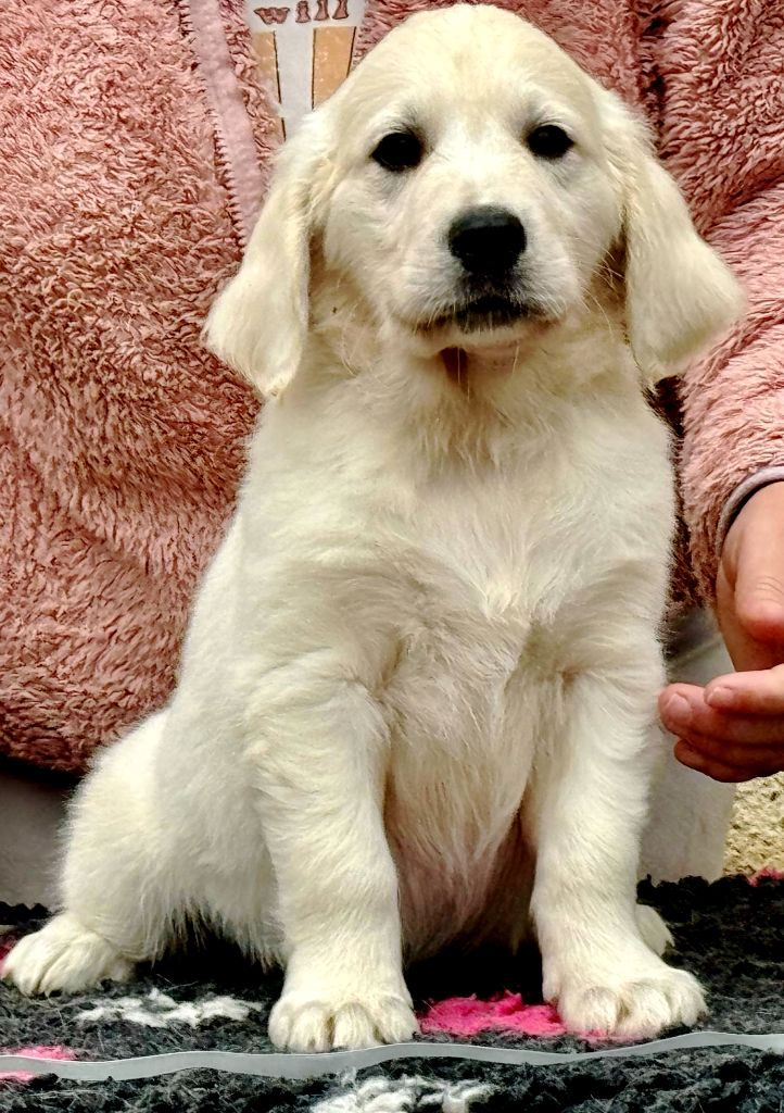 Angels of Tara - Chiots disponibles - Golden Retriever