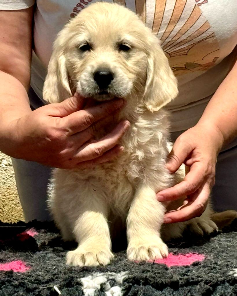 Angels of Tara - Chiots disponibles - Golden Retriever
