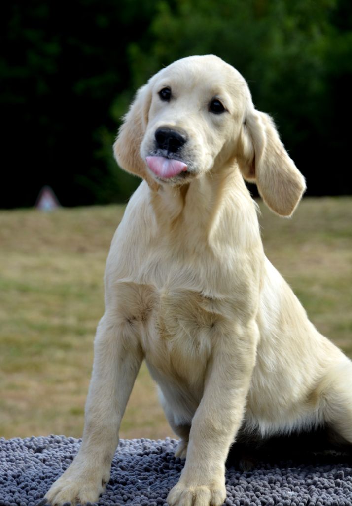Angels of Tara - Chiots disponibles - Golden Retriever